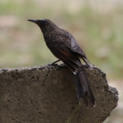 Anthochaera chrysoptera (Little Wattlebird) at Moruya, NSW - 5 Dec 2020 by LisaH