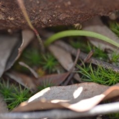 Caladenia fuscata at Wamboin, NSW - 1 Oct 2020