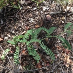 Acacia sp. at Hughes, ACT - 5 Dec 2020