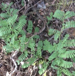 Acacia sp. at Hughes, ACT - 5 Dec 2020