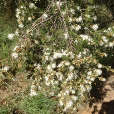 Kunzea ericoides (Burgan) at Hughes, ACT - 4 Dec 2020 by jennyt