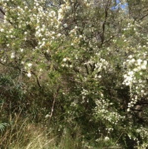 Kunzea ericoides at Hughes, ACT - 5 Dec 2020 09:12 AM