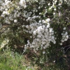 Kunzea ericoides at Hughes, ACT - 5 Dec 2020 09:12 AM