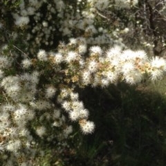 Kunzea ericoides at Hughes, ACT - 5 Dec 2020