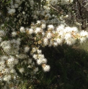 Kunzea ericoides at Hughes, ACT - 5 Dec 2020 09:12 AM