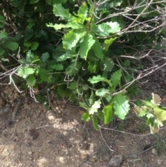 Quercus robur (English Oak) at Deakin, ACT - 4 Dec 2020 by jennyt