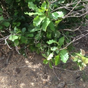 Quercus robur at Deakin, ACT - 5 Dec 2020