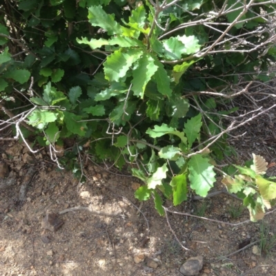 Quercus robur (English Oak) at Deakin, ACT - 4 Dec 2020 by jennyt