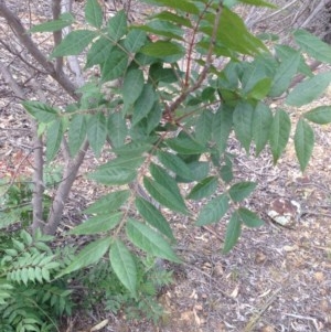 Pistacia chinensis at Deakin, ACT - 5 Dec 2020