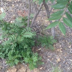 Pistacia chinensis at Deakin, ACT - 5 Dec 2020