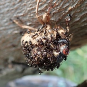 Papyrius nitidus at Holt, ACT - 5 Dec 2020