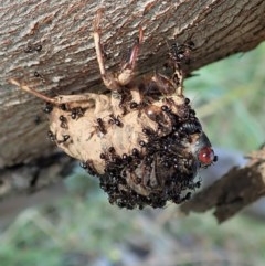 Papyrius nitidus at Holt, ACT - 5 Dec 2020