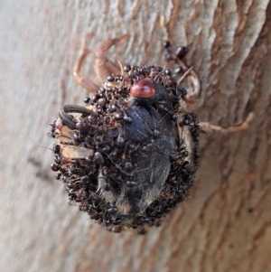 Papyrius nitidus at Holt, ACT - 5 Dec 2020