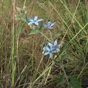 Oxypetalum coeruleum at Cook, ACT - 3 Dec 2020 05:37 PM