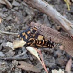 Amata (genus) (Handmaiden Moth) at Aranda Bushland - 4 Dec 2020 by CathB
