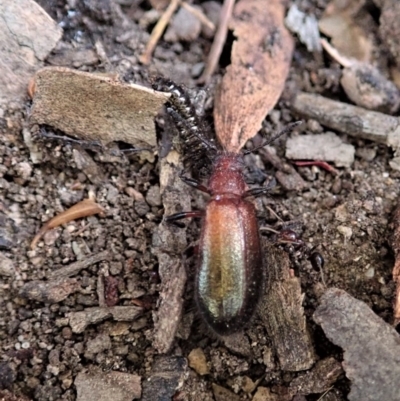 Lagriini sp. (tribe) (Unidentified lagriine darkling beetle) at Aranda, ACT - 4 Dec 2020 by CathB