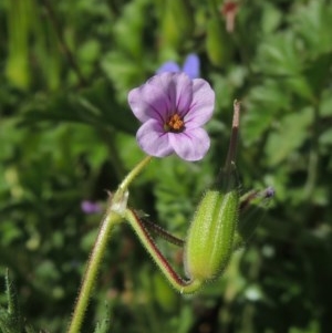 Erodium botrys at Conder, ACT - 1 Oct 2020 01:47 PM