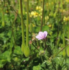 Erodium botrys at Conder, ACT - 1 Oct 2020 01:47 PM