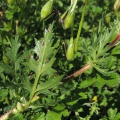 Erodium botrys at Conder, ACT - 1 Oct 2020 01:47 PM