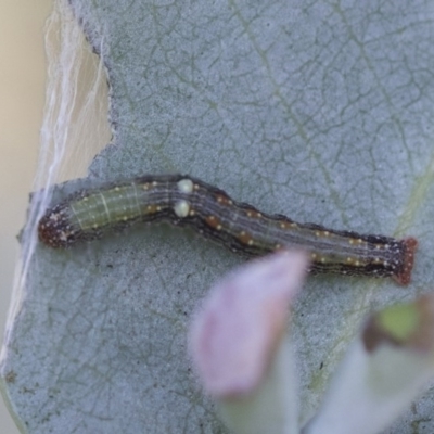 Mnesampela privata (Autumn Gum Moth) at Hawker, ACT - 29 Nov 2020 by AlisonMilton