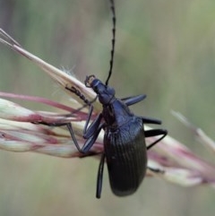 Tanychilus sp. (genus) (Comb-clawed beetle) at Aranda, ACT - 5 Dec 2020 by CathB