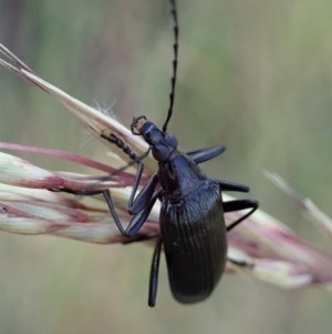 Tanychilus sp. (genus) at Aranda, ACT - 5 Dec 2020