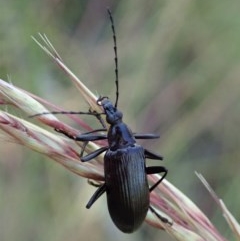 Tanychilus sp. (genus) at Aranda, ACT - 5 Dec 2020