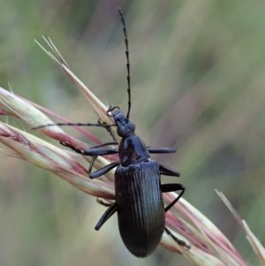 Tanychilus sp. (genus) at Aranda, ACT - 5 Dec 2020