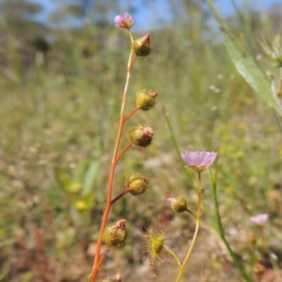 Drosera gunniana (Pale Sundew) at Conder, ACT - 3 Nov 2020 by michaelb