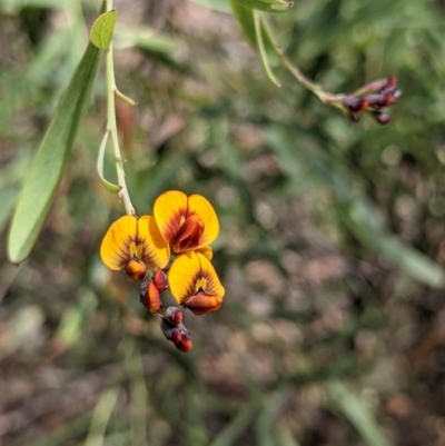 Daviesia mimosoides (Bitter Pea) at Currawang, NSW - 3 Dec 2020 by camcols