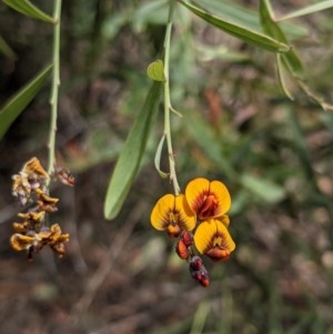 Daviesia mimosoides at Currawang, NSW - 3 Dec 2020