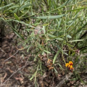 Daviesia mimosoides at Currawang, NSW - 3 Dec 2020