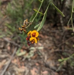 Daviesia mimosoides at Currawang, NSW - 3 Dec 2020