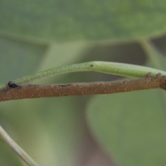 Geometridae (family) IMMATURE at Cook, ACT - 1 Dec 2020 by AlisonMilton