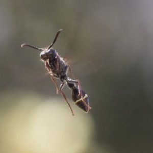 Australozethus sp. (genus) at Cook, ACT - 1 Dec 2020