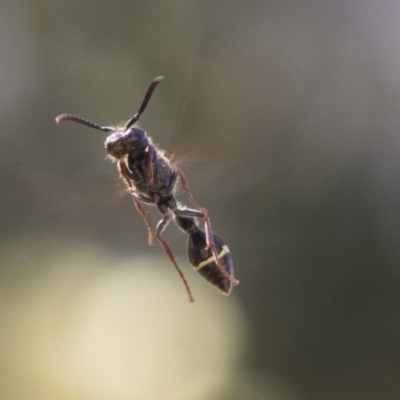 Australozethus sp. (genus) (Potter wasp) at Cook, ACT - 30 Nov 2020 by AlisonMilton