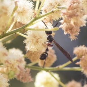 Australozethus sp. (genus) at Cook, ACT - 1 Dec 2020