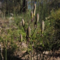 Thysanotus tuberosus subsp. tuberosus (Common Fringe-lily) at Conder, ACT - 3 Nov 2020 by michaelb