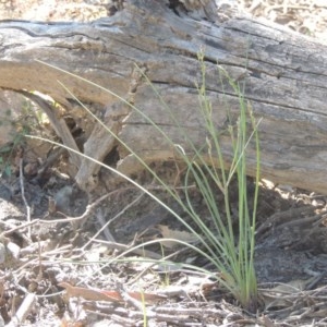 Thysanotus tuberosus subsp. tuberosus at Conder, ACT - 3 Nov 2020