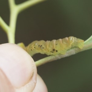 Lepidoptera unclassified IMMATURE moth at Scullin, ACT - 29 Nov 2020