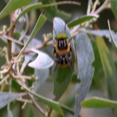 Scaptia (Scaptia) auriflua (A flower-feeding march fly) at Wodonga Regional Park - 5 Dec 2020 by Kyliegw
