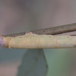 Geometridae (family) IMMATURE at Scullin, ACT - 29 Nov 2020