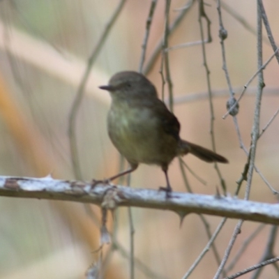 Sericornis frontalis (White-browed Scrubwren) at Bandiana, VIC - 5 Dec 2020 by Kyliegw