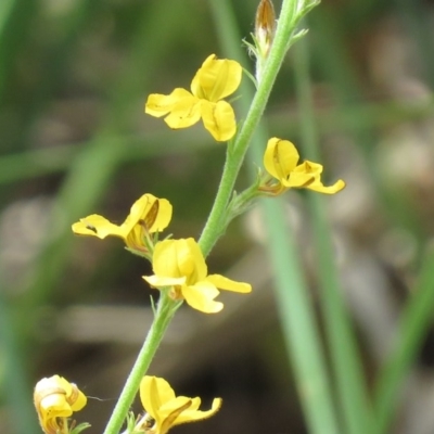 Goodenia stelligera (Wallum Goodenia) at Lade Vale, NSW - 5 Dec 2020 by SandraH