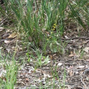 Goodenia stelligera at Lade Vale, NSW - 5 Dec 2020