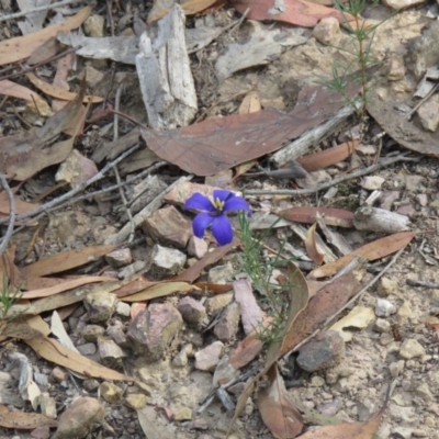 Cheiranthera linearis (Finger Flower) at Mundoonen Nature Reserve - 4 Dec 2020 by SandraH