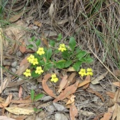 Goodenia hederacea (Ivy Goodenia) at Lade Vale, NSW - 5 Dec 2020 by SandraH