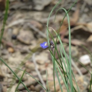 Comesperma sphaerocarpum at Lade Vale, NSW - 5 Dec 2020