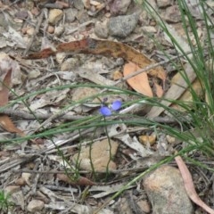 Comesperma sphaerocarpum at Lade Vale, NSW - 5 Dec 2020