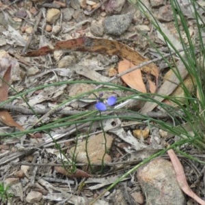 Comesperma sphaerocarpum at Lade Vale, NSW - 5 Dec 2020